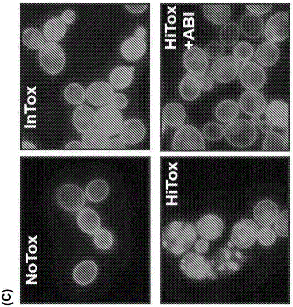 Benzimidazole derivatives and uses thereof