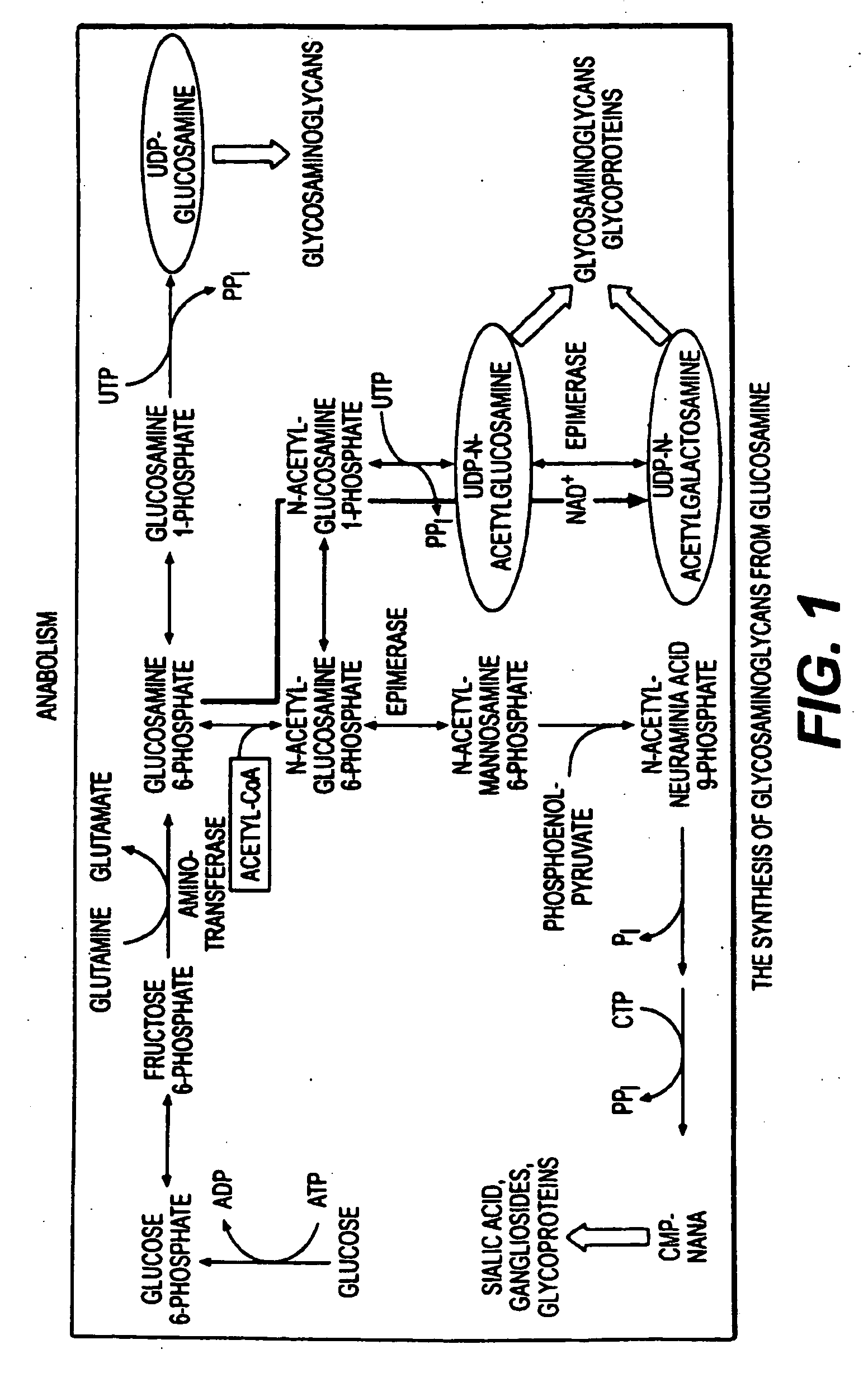 Use of anabolic agents, anti-catabolic agents, antioxidant agents, and analgesics for protection, treatment and repair of connective tissues in humans and animals