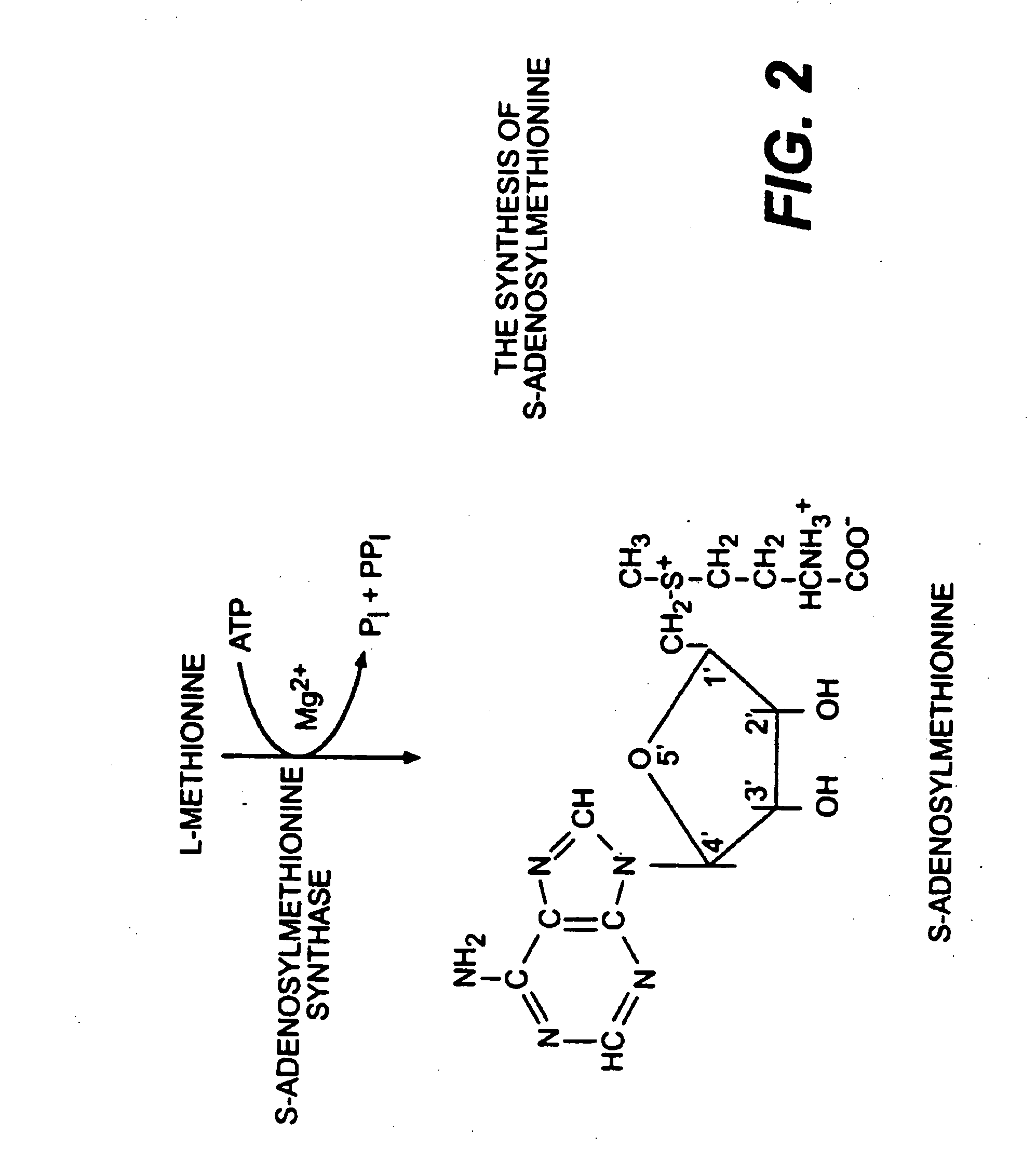 Use of anabolic agents, anti-catabolic agents, antioxidant agents, and analgesics for protection, treatment and repair of connective tissues in humans and animals