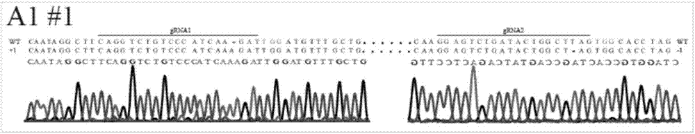 Compiling vector of kiwi fruit gene AcPDS based on CRISPR-Cas9 as well as construction method and application thereof