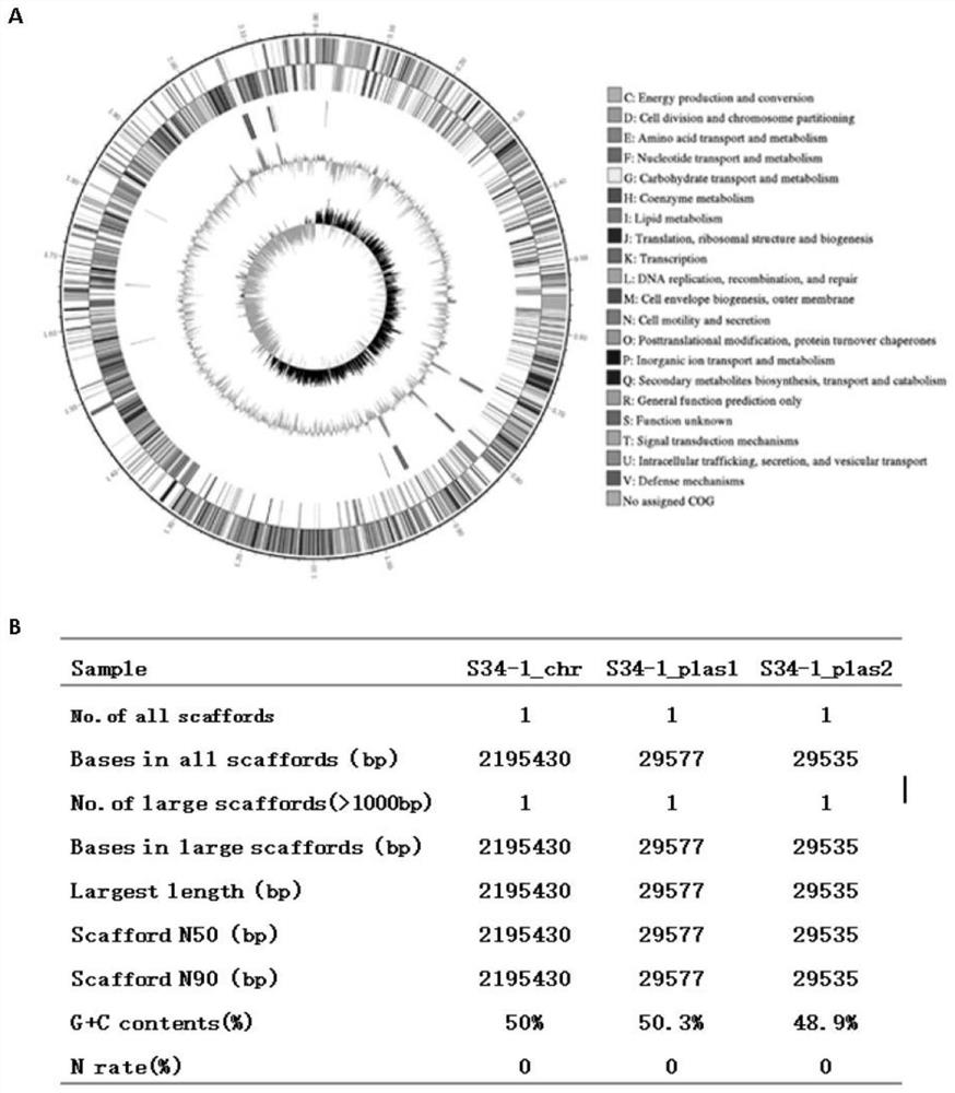 A strain of human staphylococcus with broad-spectrum antibacterial activity against Gram-positive drug-resistant bacteria and its screening method and application