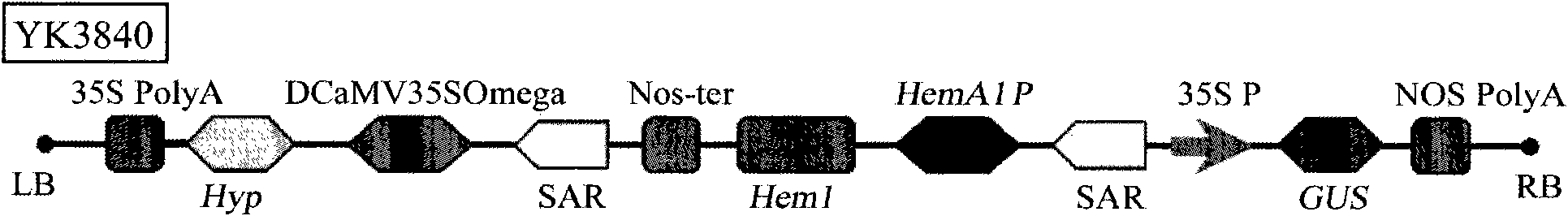 Transgenic method capable of controlling ALA synthesis in plants and promoting growth and stress resistance