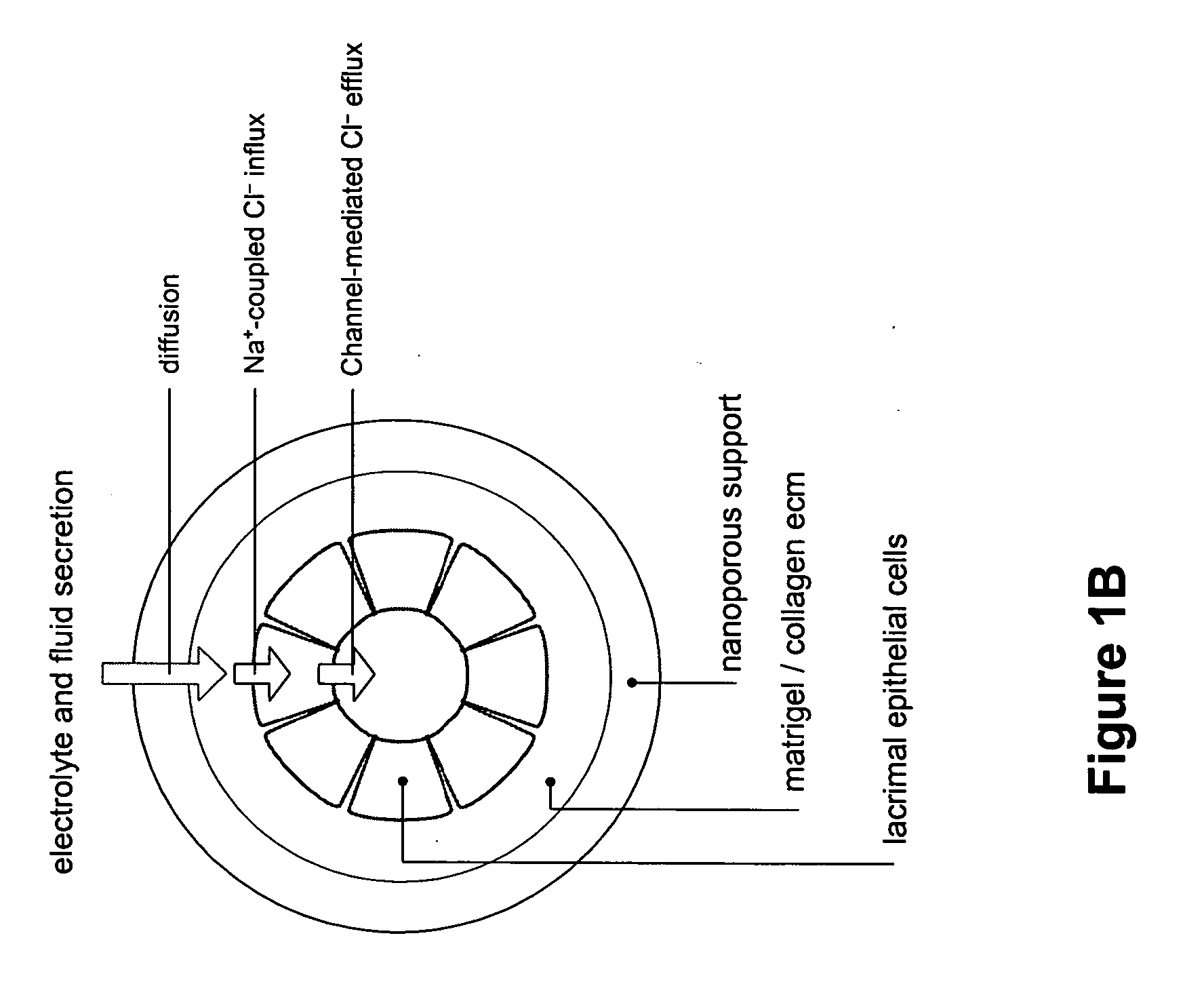 Bioartificial lacrimal gland