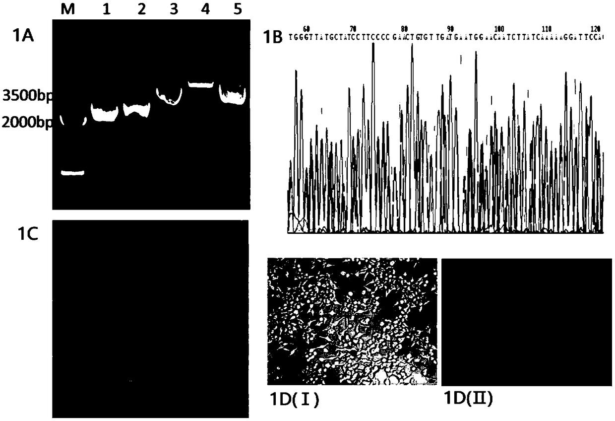 Recombinant plasmid, DNA vaccine, preparation method and application thereof