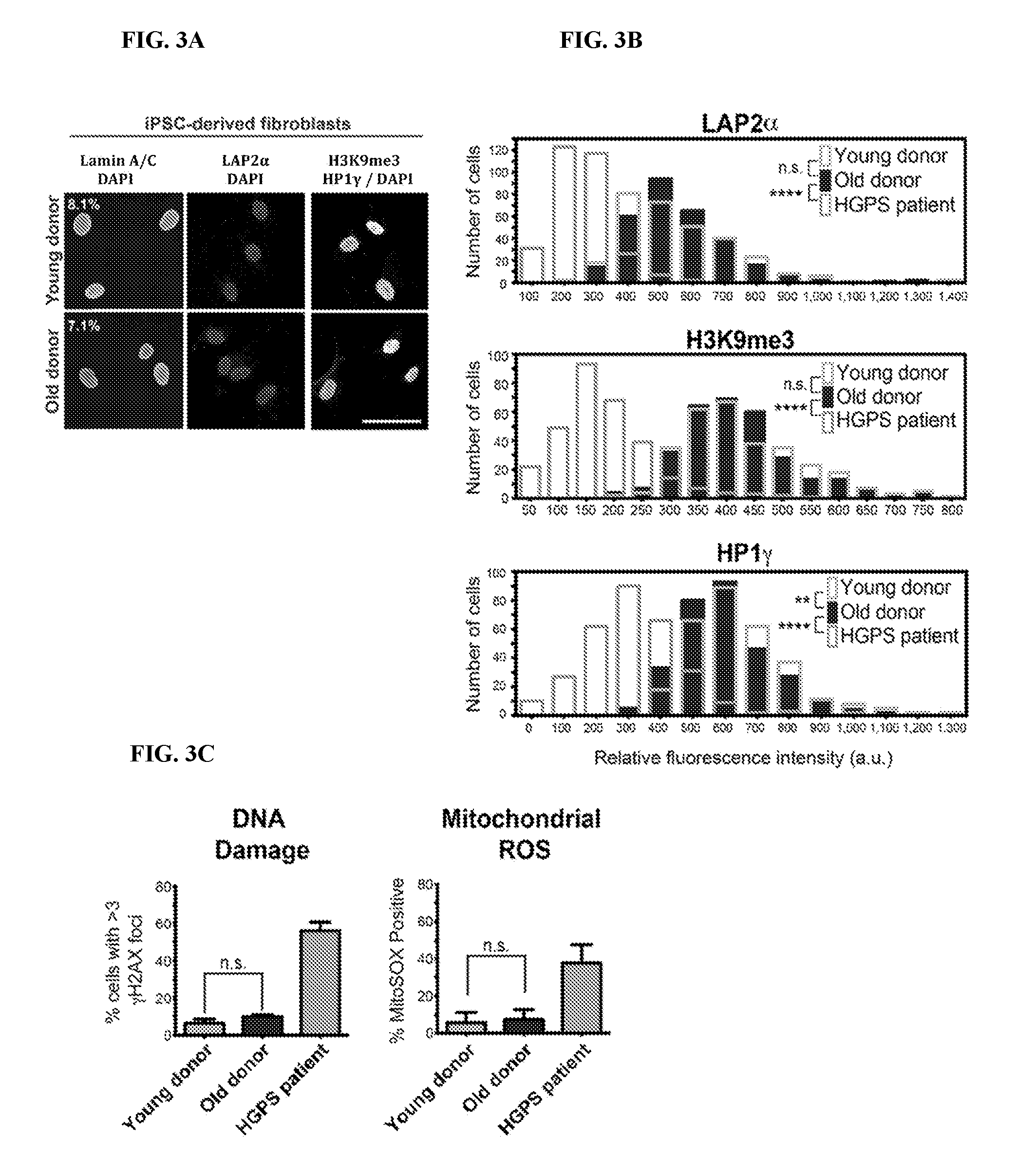 Age-modified cells and methods for making age-modified cells