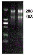 Safflower chalcone isomerase (CHI) gene and application thereof