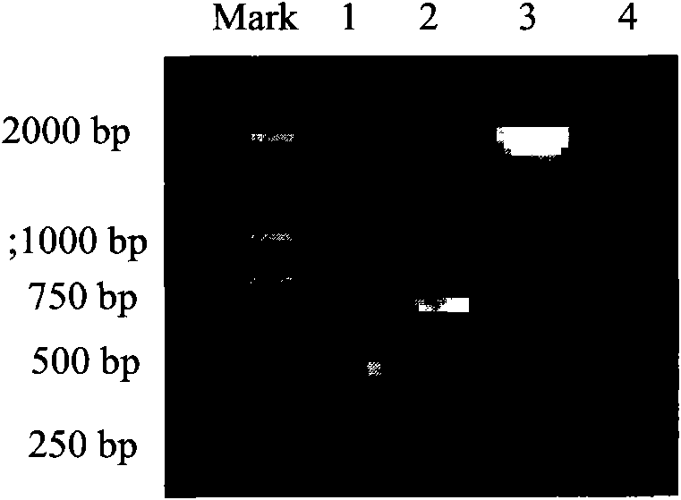 Recombinant adenovirus vaccine containing EB (Epstein-Barr) virus membrane protein gp350/220, gp85, gp78 or gp25 gene