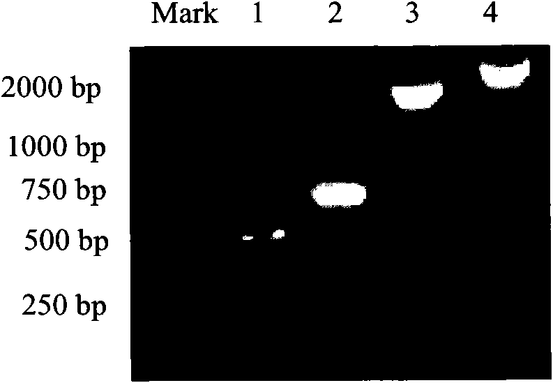 Recombinant adenovirus vaccine containing EB (Epstein-Barr) virus membrane protein gp350/220, gp85, gp78 or gp25 gene