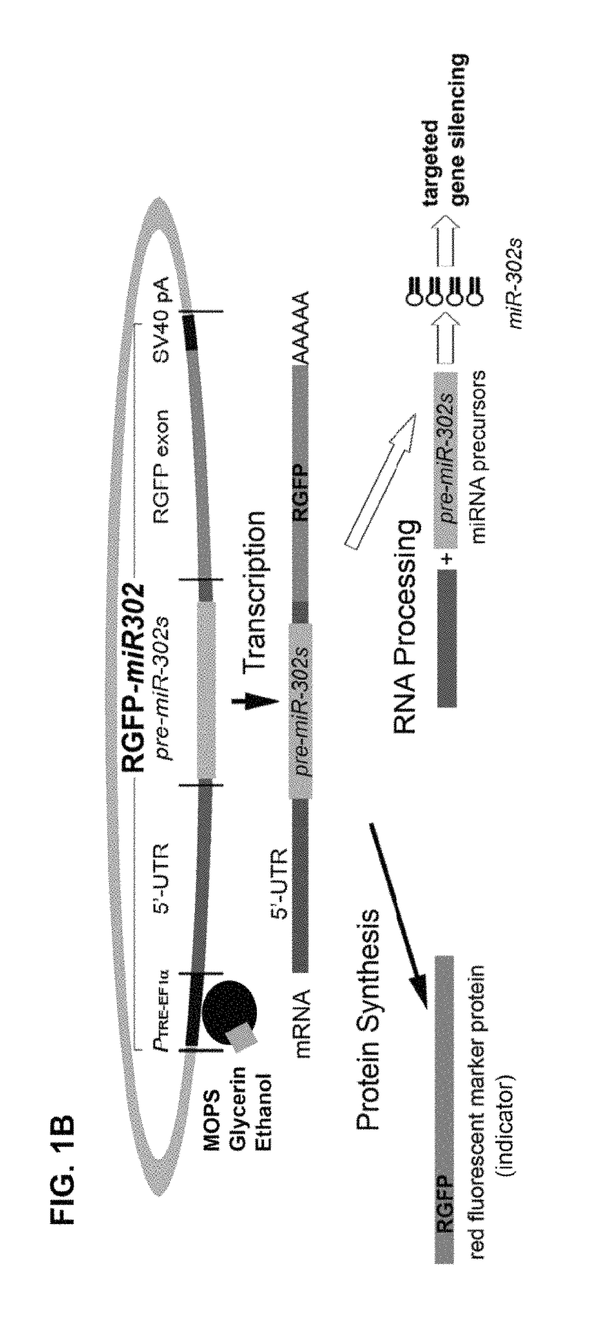 Composition for producing microRNA precursors as drugs for enhancing wound healing and production method of the microRNA precursors