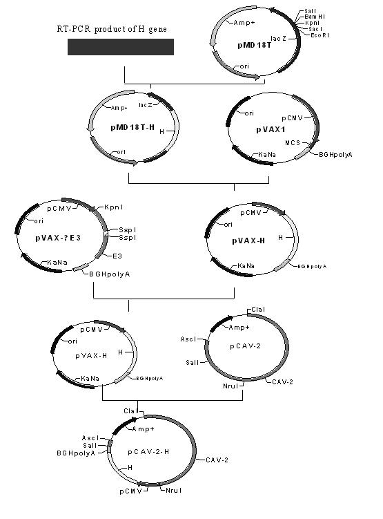 Live vector vaccine for expressing peste des petits ruminants virus (PPRV) H gene and preparation method thereof