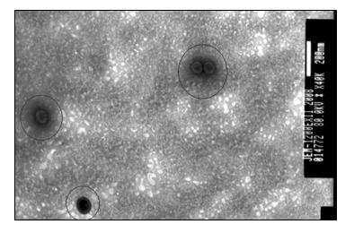 Live vector vaccine for expressing peste des petits ruminants virus (PPRV) H gene and preparation method thereof