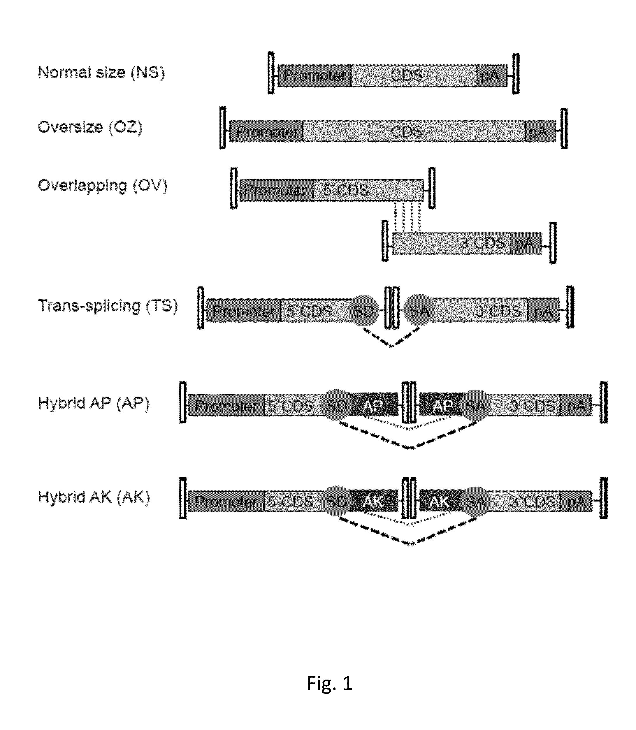 Effective delivery of large genes by dual aav vectors