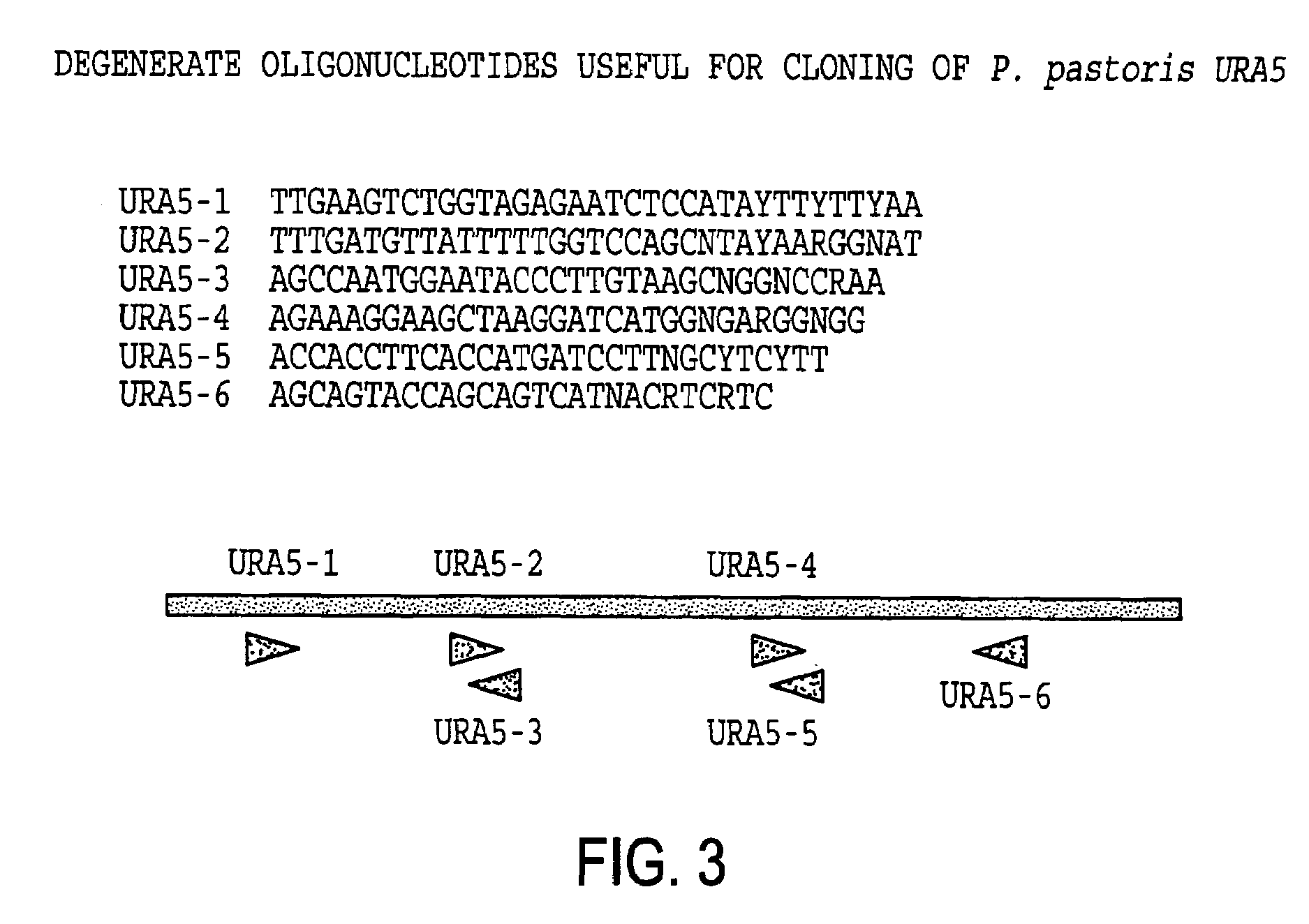 URA5 gene and methods for stable genetic integration in yeast