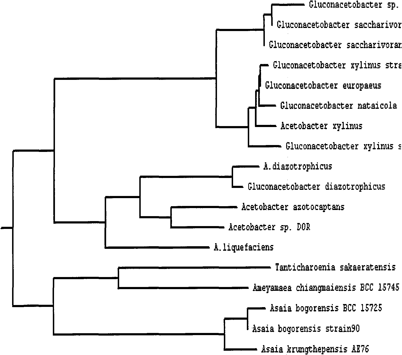 Strain of gluconacetobacter and application thereof