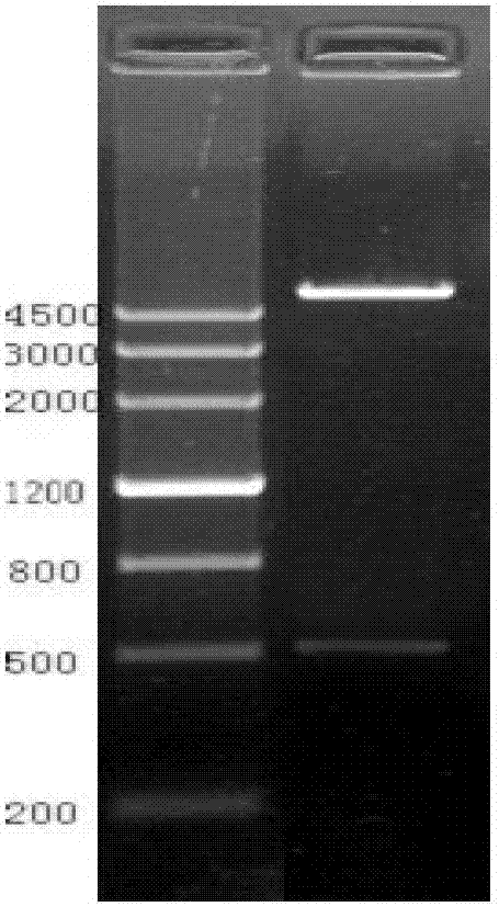 Nano cationic liposome carrying FL gene recombinant plastid, and preparation method and application of nano cationic liposome