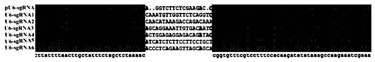 A method and application for realizing animal sex control based on rbmy gene editing