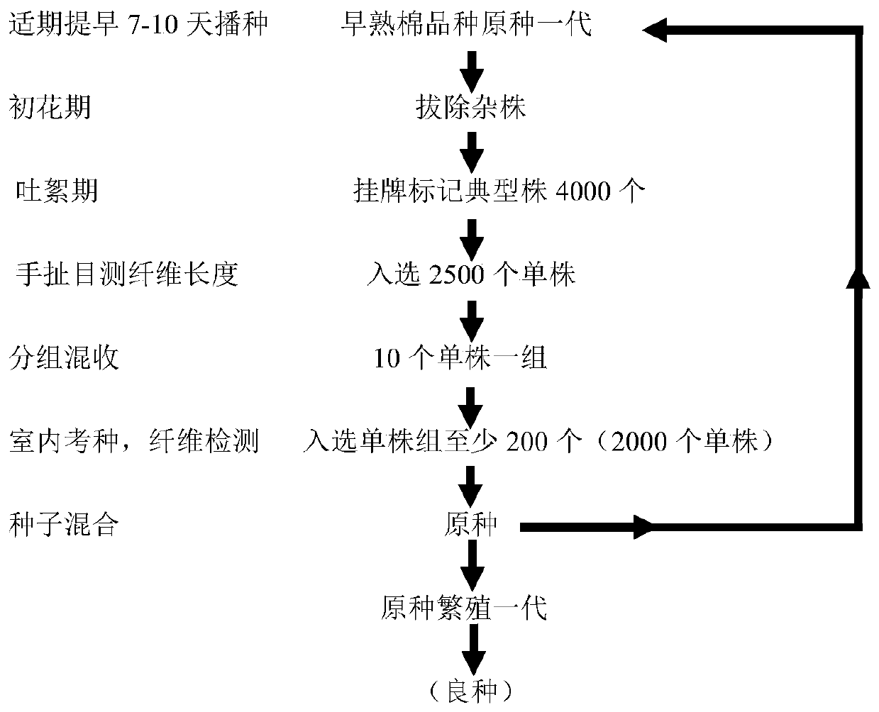 Seed property maintenance and original seed production method of an early-maturing cotton variety