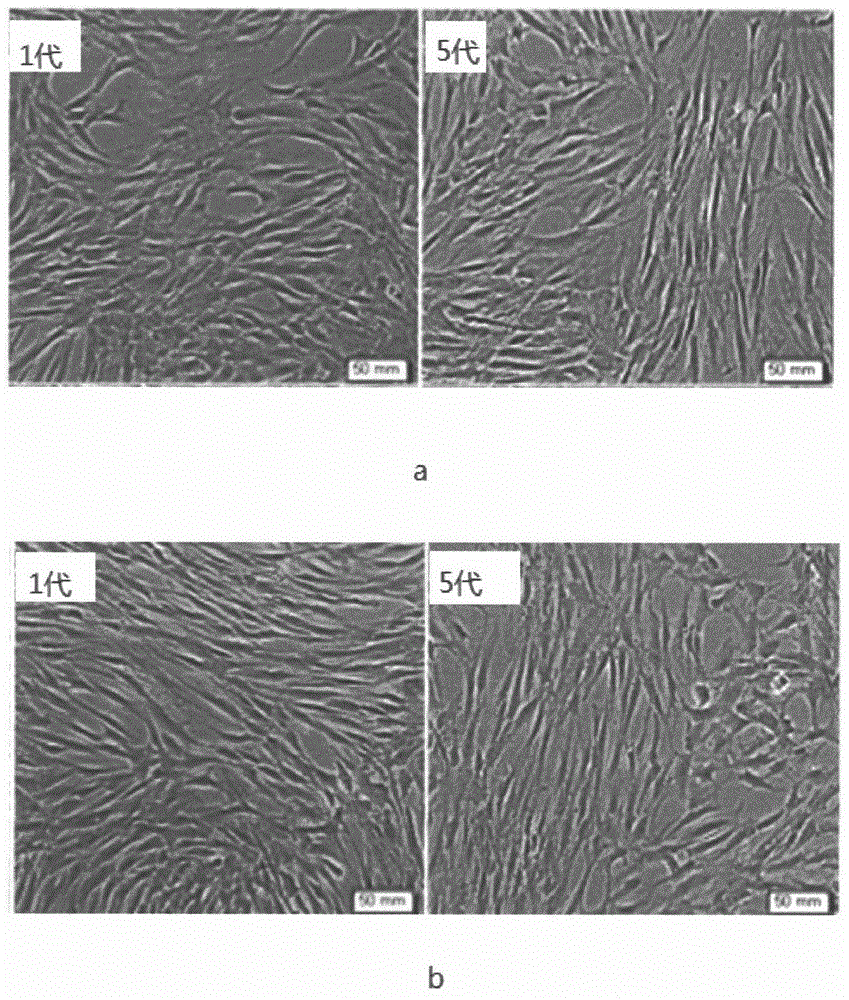 Serum-free culture medium used for cultivating human mesenchymal stem cells