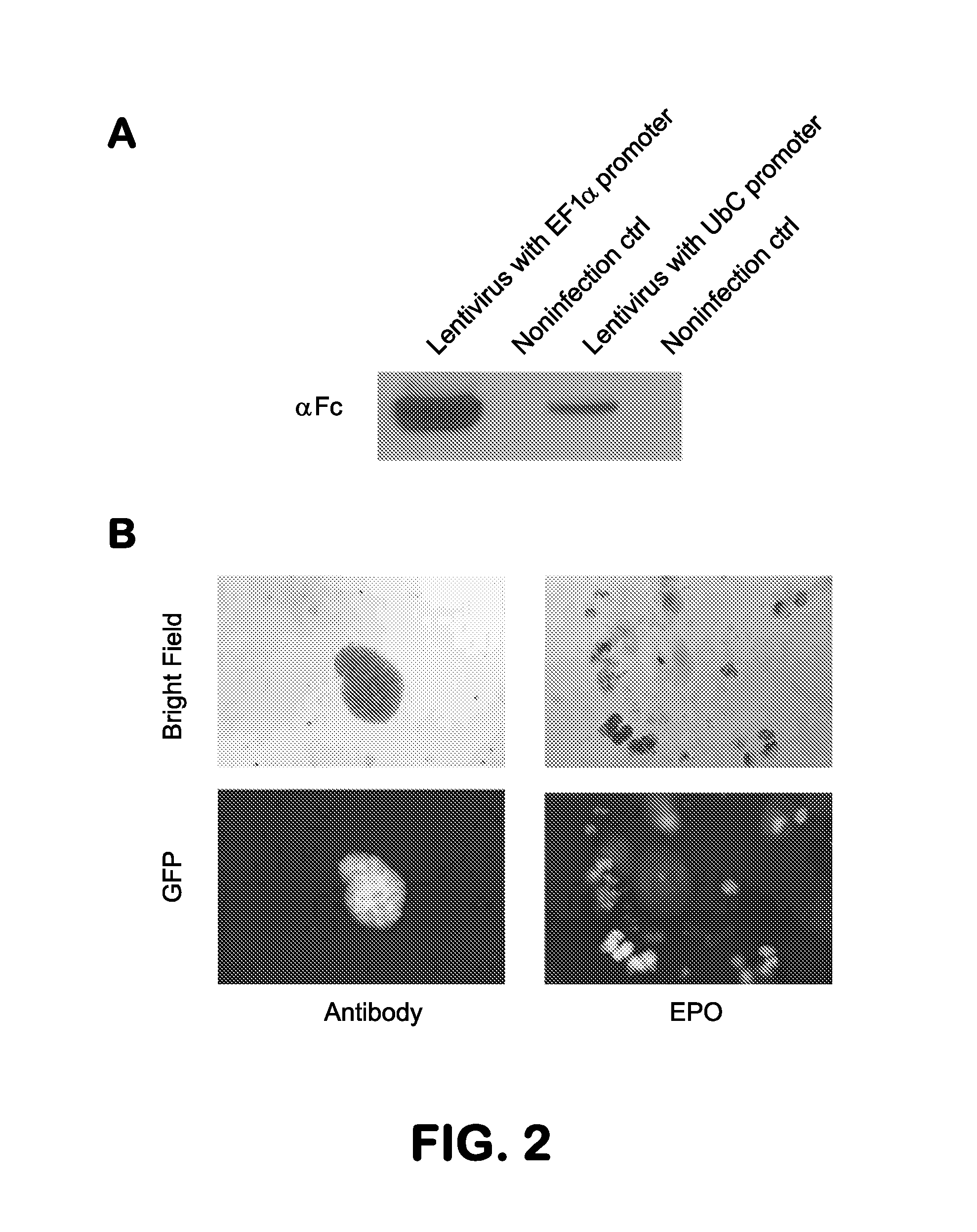 Methods and compositions related to modulators of eukaryotic cells