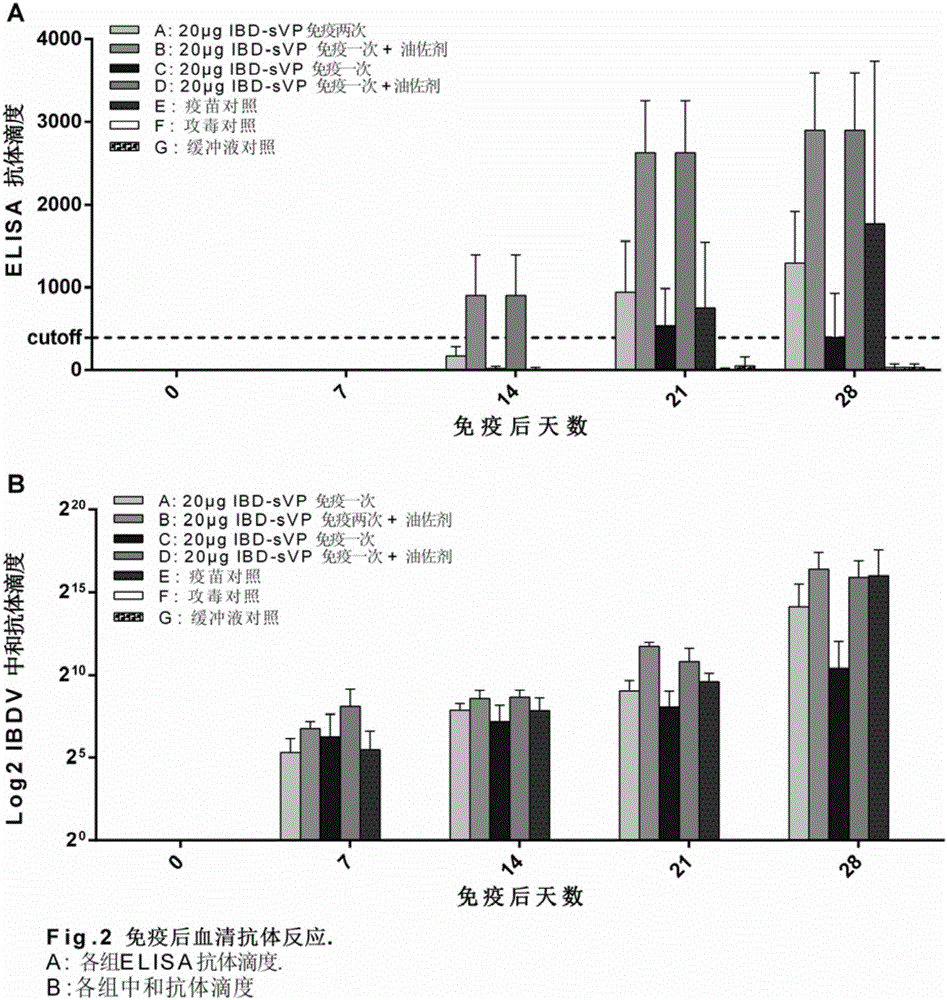 Recombinant yeast strain for expressing chicken IBDV (infectious bursal disease virus) VLPs (virus-like particles), protein expressed by recombinant yeast strain and application