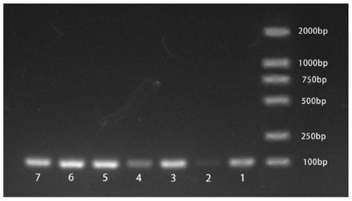 Internal reference gene and construction method for PCR expression analysis of Caucasian clover