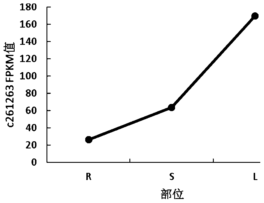 Internal reference gene and construction method for PCR expression analysis of Caucasian clover