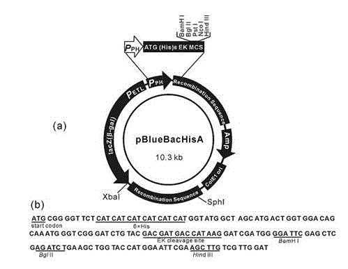 Method for fixing scorpion toxin protein in silkworm BmNPV polyhedrosis crystal