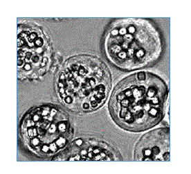 Method for fixing scorpion toxin protein in silkworm BmNPV polyhedrosis crystal