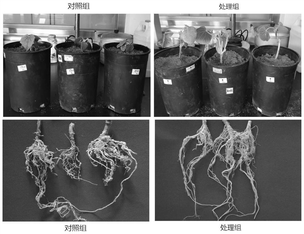 Bacillus subtilis for preventing and treating nematode diseases and application thereof