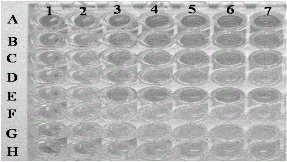 Macaca mulatta hepatocellular carcinoma model, macaca mulatta hepatocellular carcinoma cell line and application of macaca mulatta hepatocellular carcinoma model and macaca mulatta hepatocellular carcinoma cell line