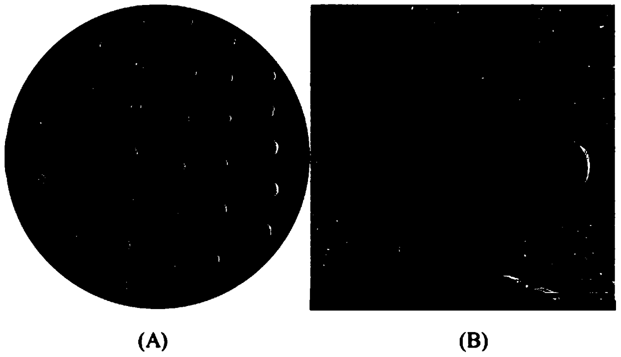 A kind of chloroacetamide herbicide degrading bacterial strain and its production bacterial agent and application