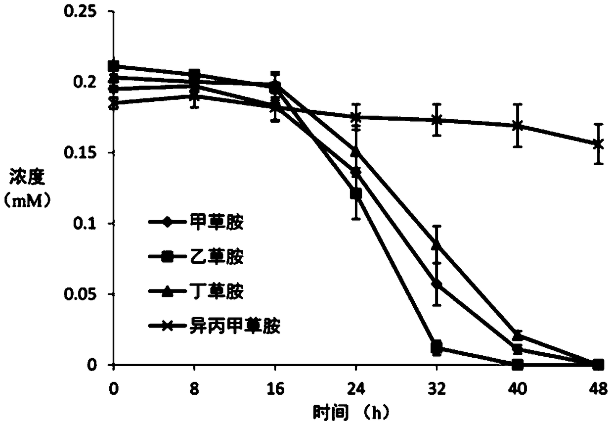 A kind of chloroacetamide herbicide degrading bacterial strain and its production bacterial agent and application