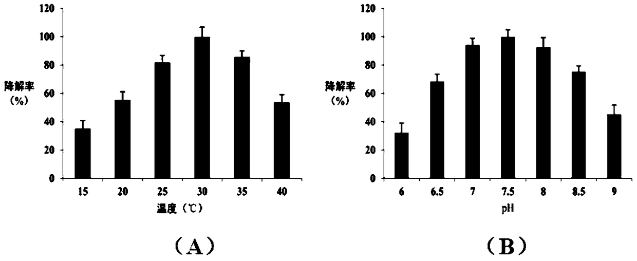 A kind of chloroacetamide herbicide degrading bacterial strain and its production bacterial agent and application