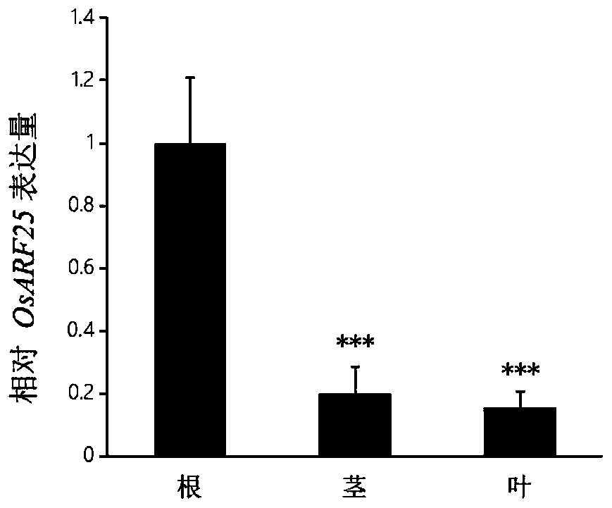 Isolated DNA molecule, encoded protein molecule and application thereof