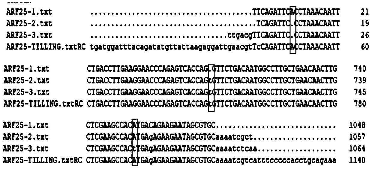 Isolated DNA molecule, encoded protein molecule and application thereof