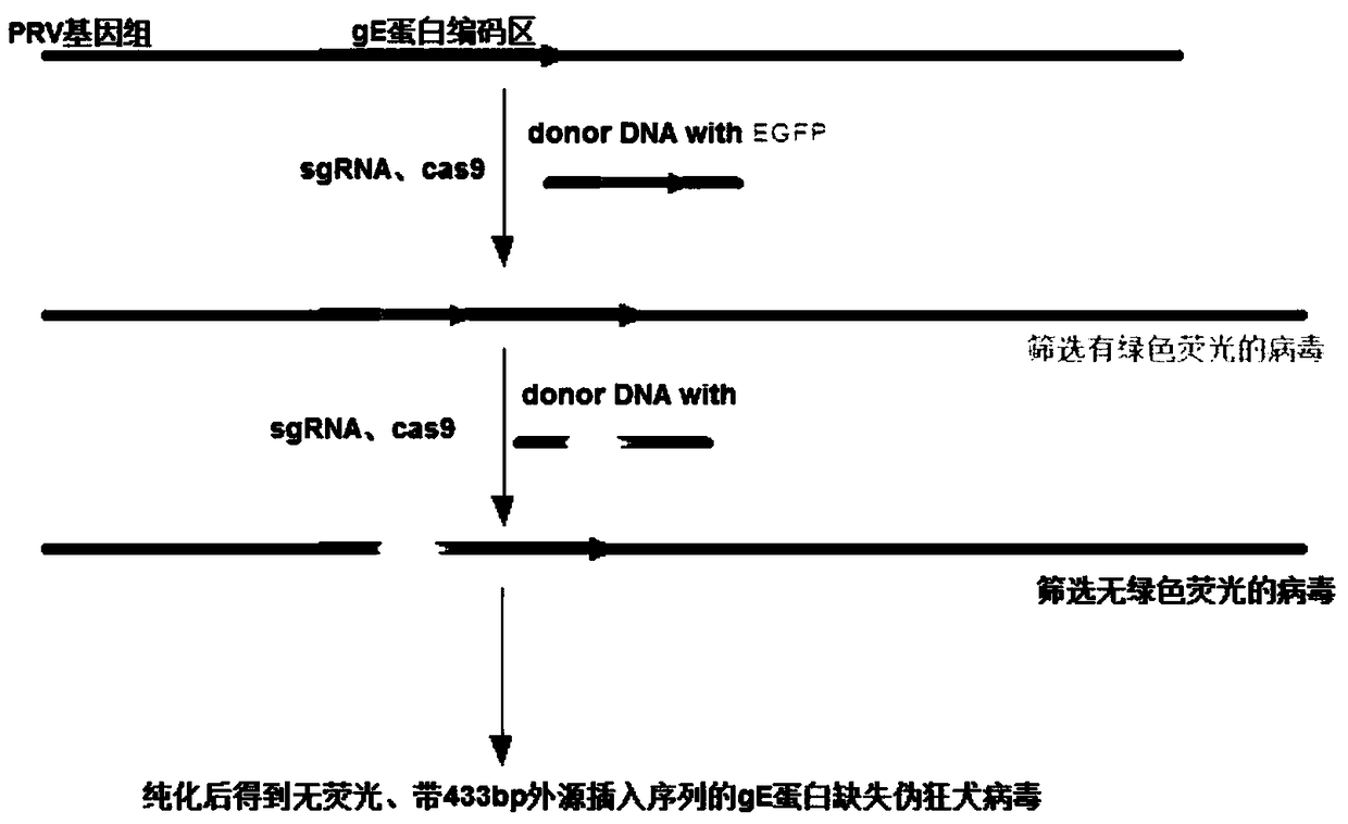 Method for using CRISPR/Cas9 for preparing recombinant pseudorabies virus