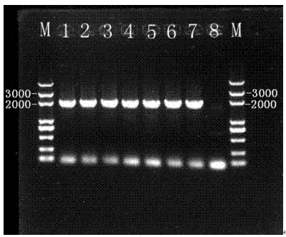 Galactosidase and polynucleotide encoding galactosidase