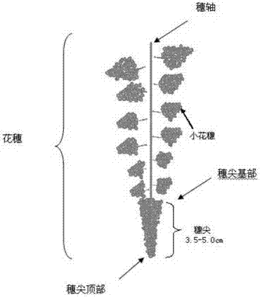 Sunrose grape flower/ fruit cluster pruning method