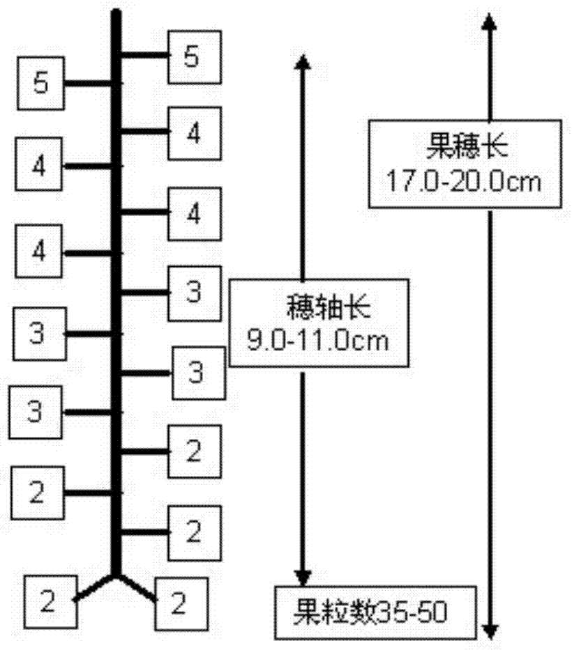 Sunrose grape flower/ fruit cluster pruning method