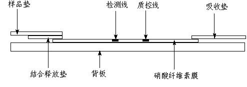 Immune nano gold test strip for quickly detecting four nitrofuran medicaments