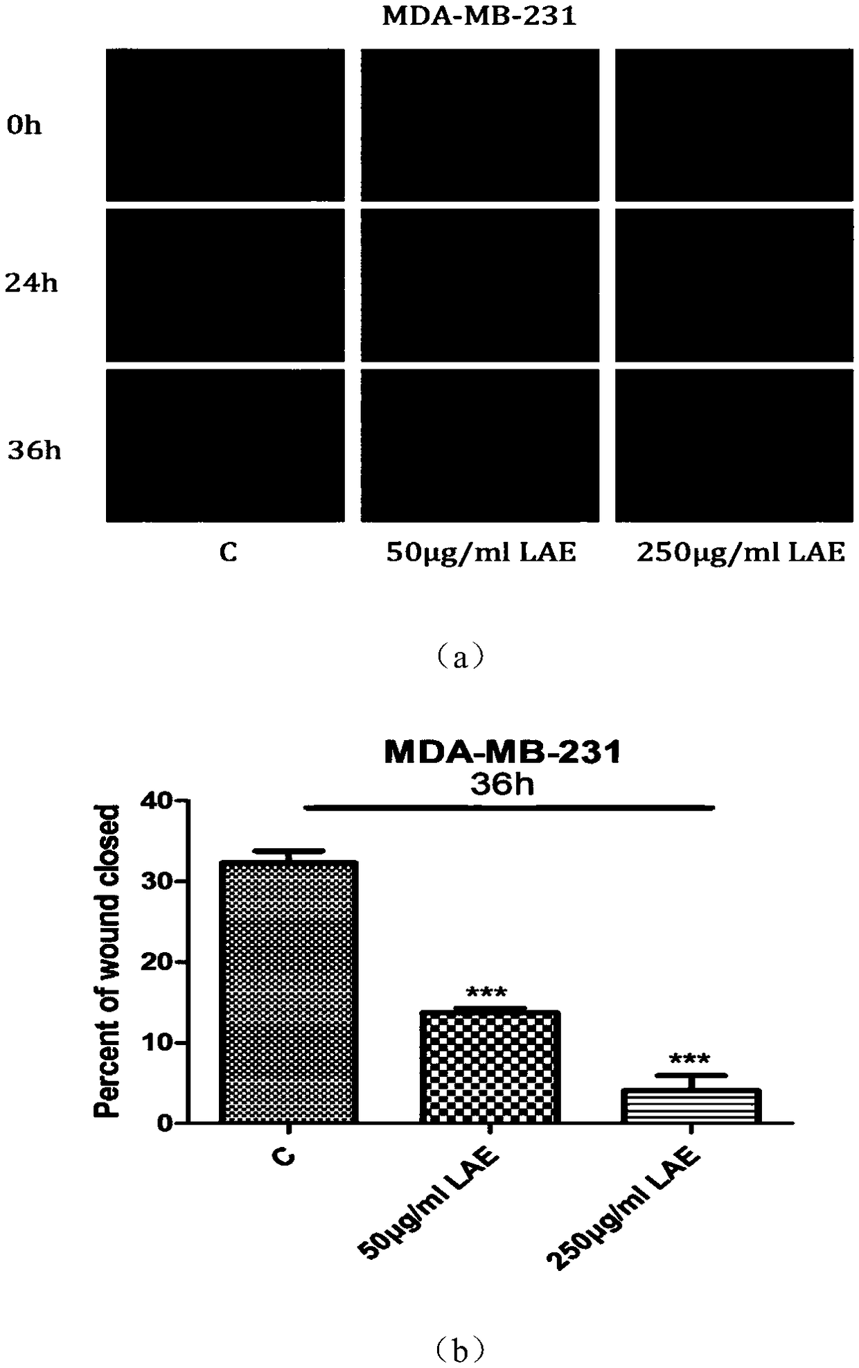 Application of lotus leaf alcohol extract in preparation of drug for inhibiting cancer metastasis