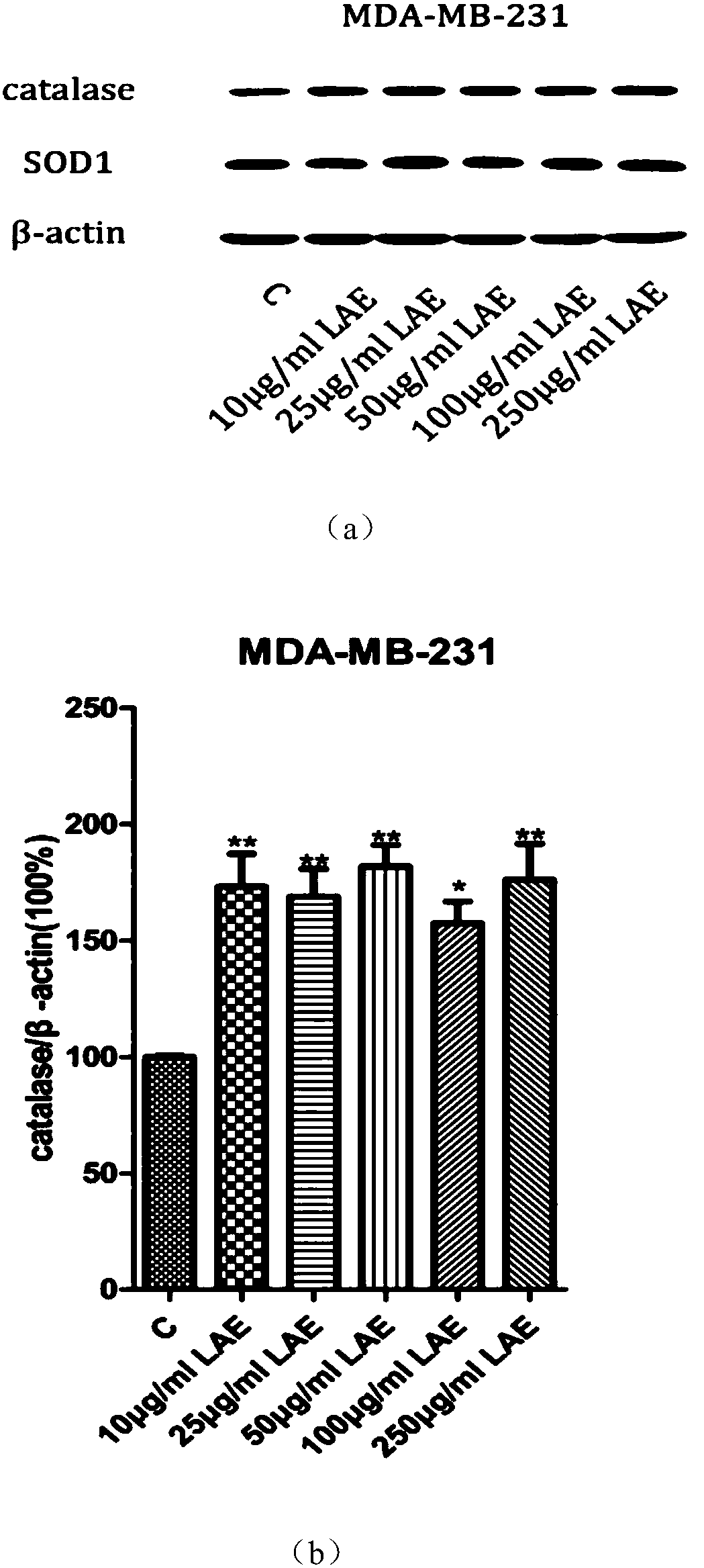 Application of lotus leaf alcohol extract in preparation of drug for inhibiting cancer metastasis