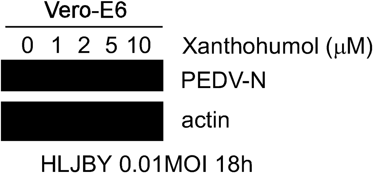 Application of xanthohumol to preparation of anti-porcine epidemic diarrhea virus medicine