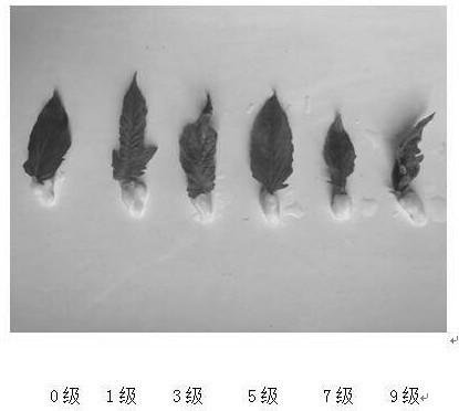 Method for identifying resistance of tomato leaf mold by using in-vitro leaves