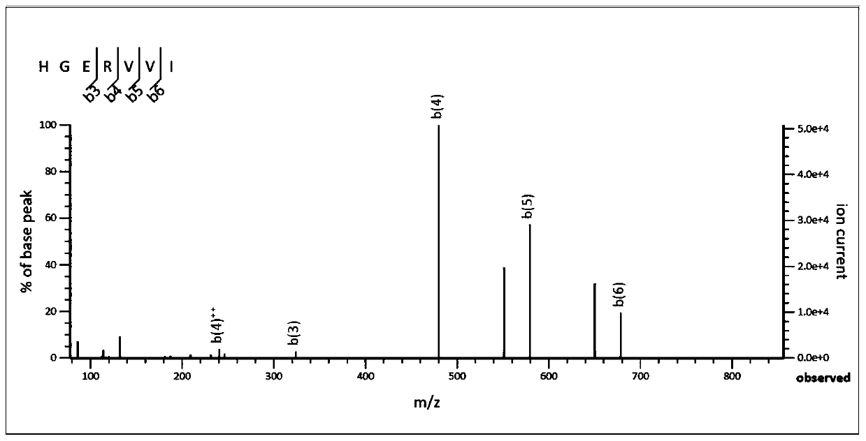 Alga protein peptide with DPP-IV inhibition function and preparation method of alga protein peptide