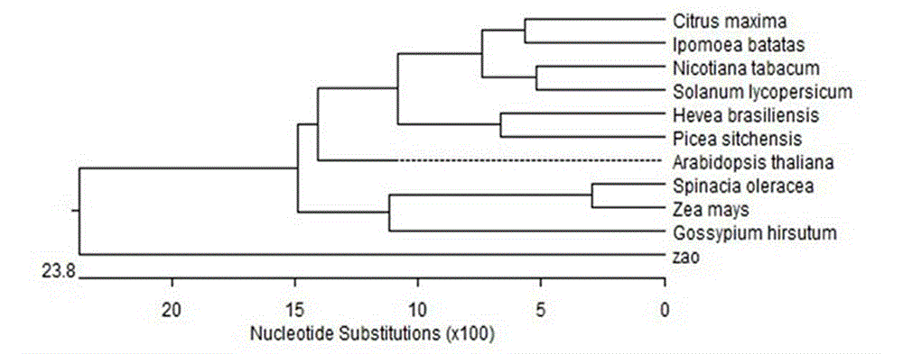 Jujube tree ascorbate peroxidase gene and application thereof in improving stress resistance of plants