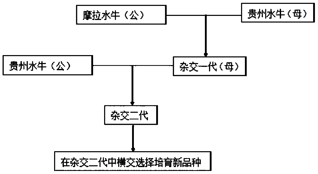 Method for improving Guizhou buffalo hybridization