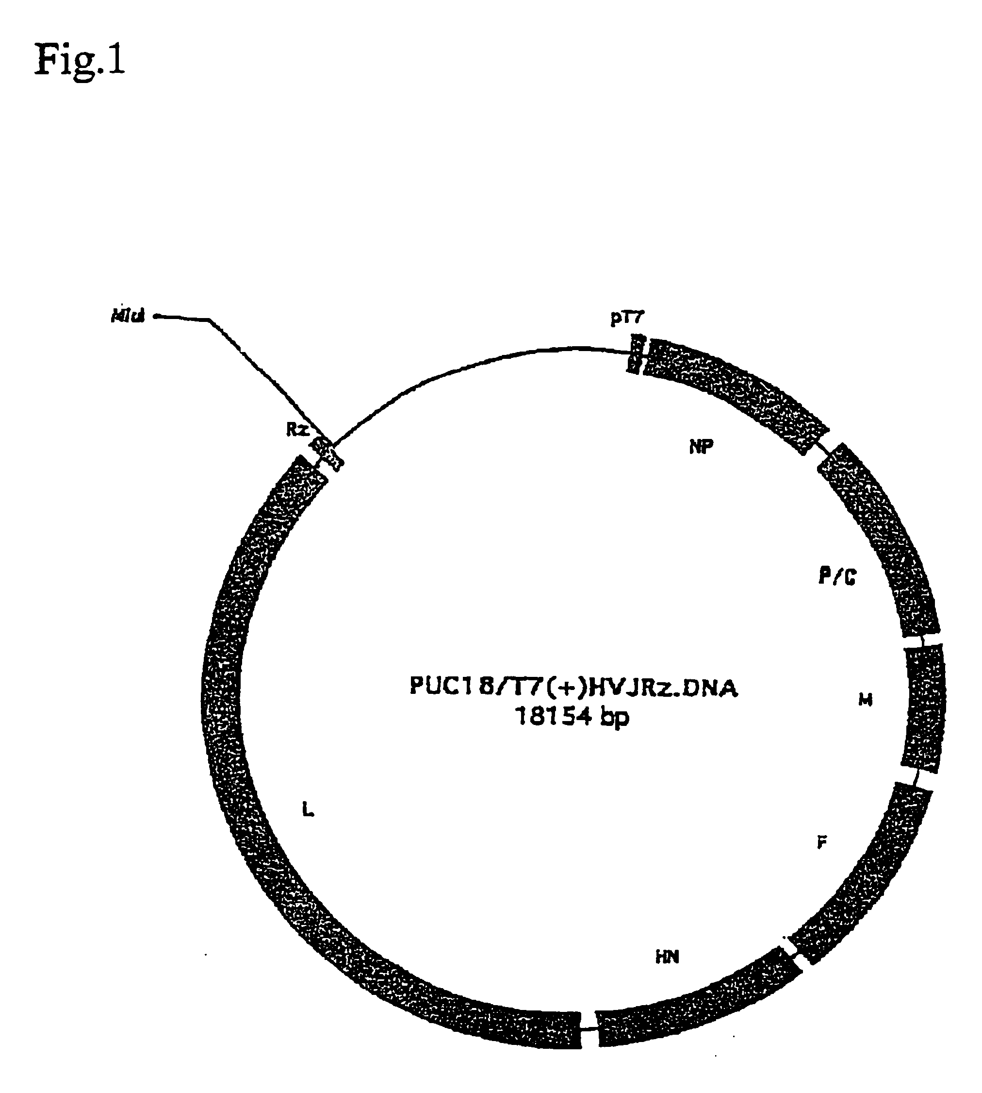 Recombinant Sendai virus