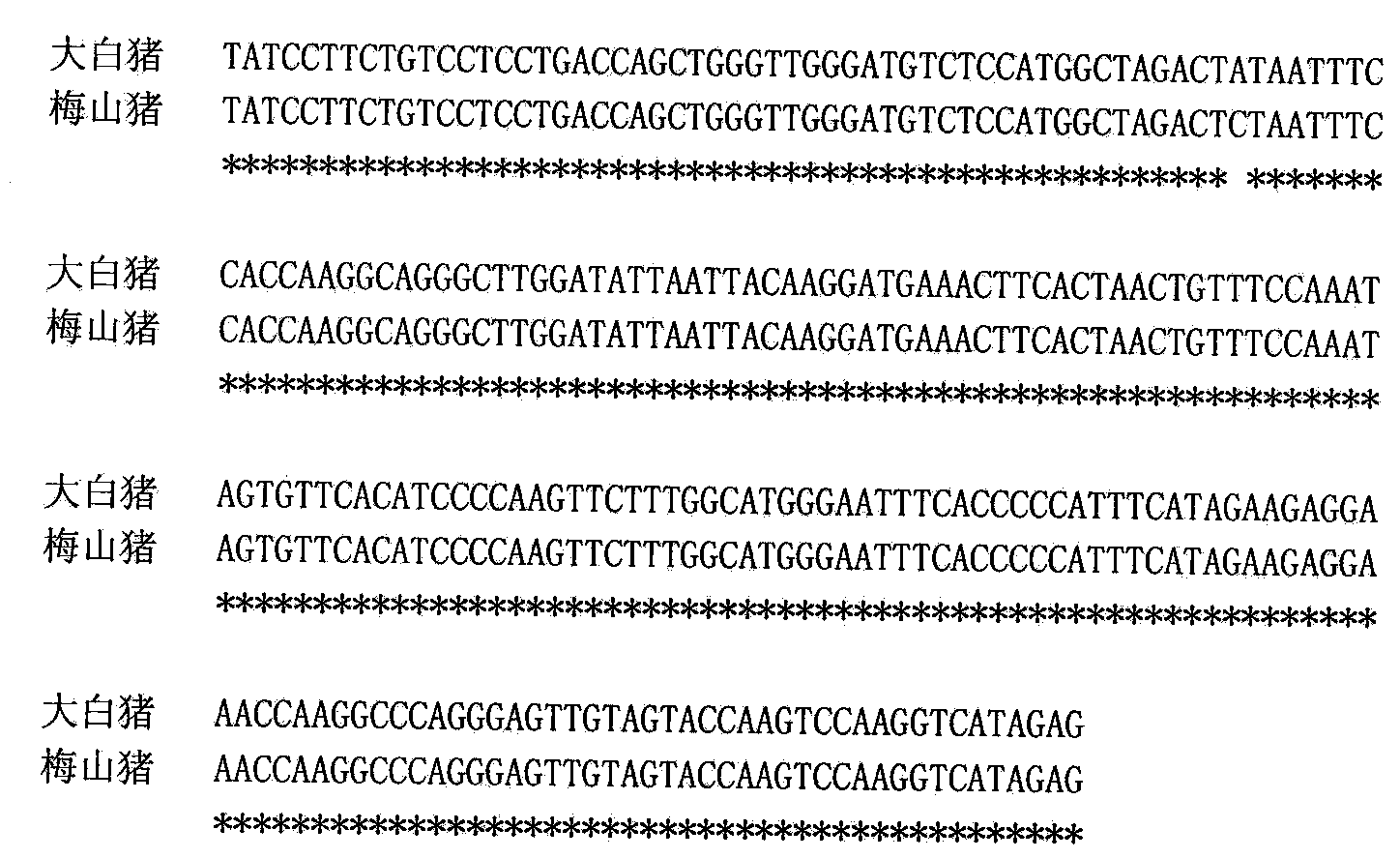 Genetic marker using pig MLC(myosin light chain)2 5' flanking promoter region SNP (single nucleotide polymorphism) as pig carcass traits and application