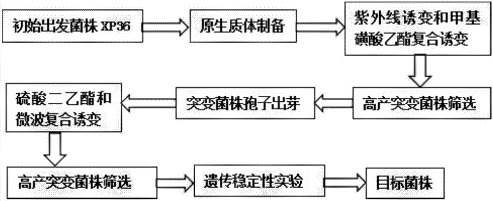 Paecilomyces thermophila mutant strain and mutation induction method and application thereof